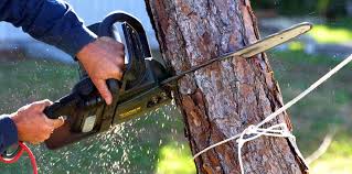 Best Tree Cabling and Bracing  in Julian, CA